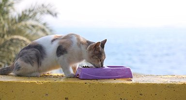 Darıca'da sokak hayvanları için mama ve su kapları yerleştirildi