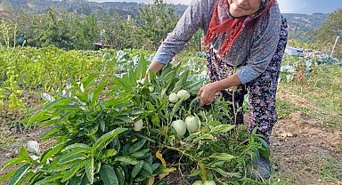 Demirci'de ilk kez pepino yetiştirildi