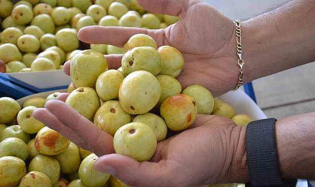 Demirci'de taze iri hünnap meyvesinin hasadı başladı