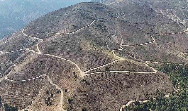Denizli'de yanan 4 bin 108 hektar orman sahasında 2,5 milyon fidan yeşerecek