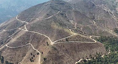 Denizli'de yanan 4 bin 108 hektar orman sahasında 2,5 milyon fidan yeşerecek