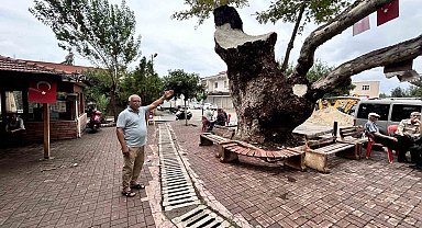 Dev cüsseli 500 yıllık çınar ağacı yıllara meydan okuyor