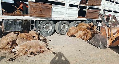 Devrilen tırdaki 147 küçükbaş hayvan telef oldu