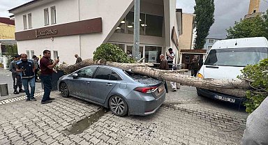 Diyadin'de ağaç devrildi araç hasar gördü