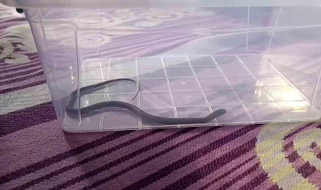 Diyarbakır'da 4'üncü kattaki bir evin çocuk odasına yılan girdi