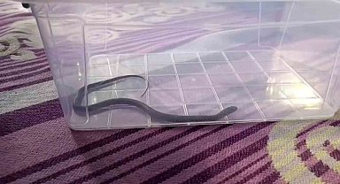 Diyarbakır'da 4'üncü kattaki bir evin çocuk odasına yılan girdi