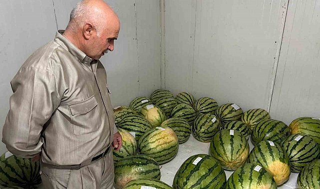 Diyarbakır'da karpuz yarışmasına sayılı günler kaldı