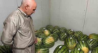 Diyarbakır'da karpuz yarışmasına sayılı günler kaldı