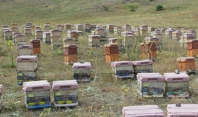 Doğu Karadeniz'de arıcılık alarm veriyor