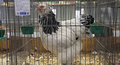 Doğu ve Güneydoğu'nun en güzel horoz ve tavukları belli oldu