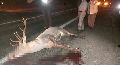 Domaniç'te yaralı geyik ekiplere teslim edildi