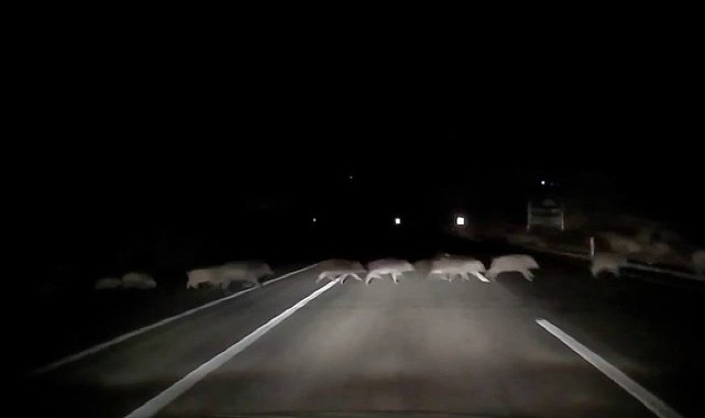 Domuzlara çarpmamak için karşı şeride geçti