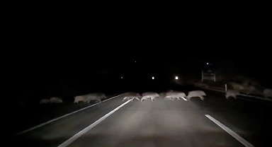 Domuzlara çarpmamak için karşı şeride geçti