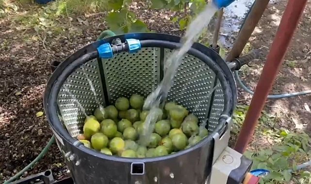 Dünyaca ünlü tescilli Adilcevaz cevizi hasadı başladı