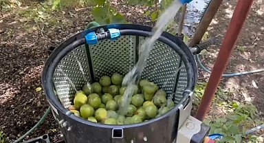 Dünyaca ünlü tescilli Adilcevaz cevizi hasadı başladı