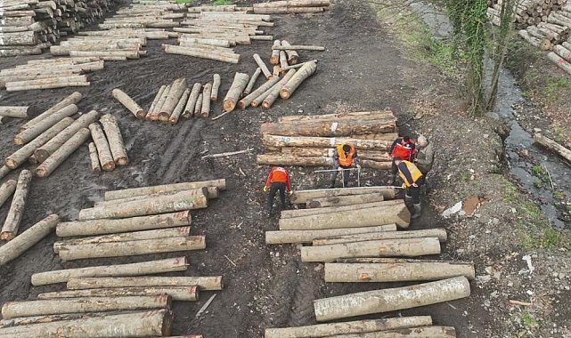 Düzce'den 9 bin 967,5 ton orman ürünü ihraç edildi