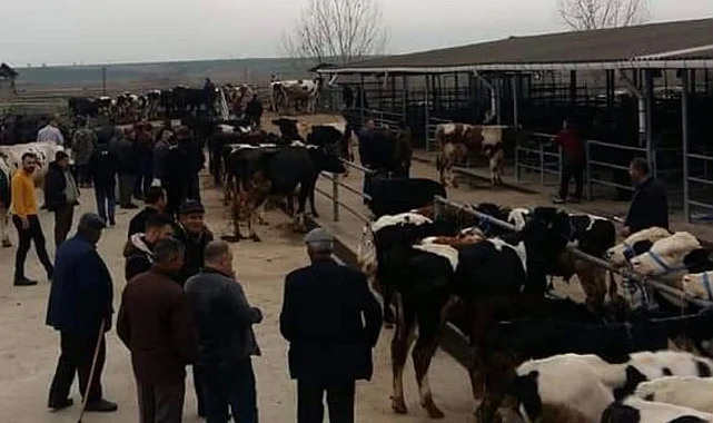 Edirne Keşan'da canlı hayvan pazarı kapatıldı