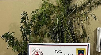 Efeler'de 22 kök kenevir ele geçirildi