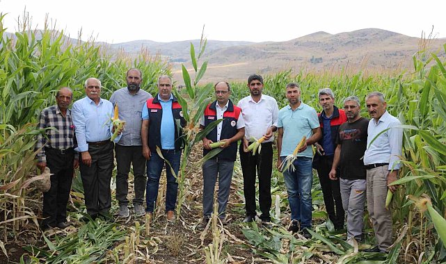 Elazığ'da 98 bin ton silajlık mısır üretimi bekleniyor