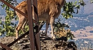 Elazığ'da dağ keçileri görüntülendi