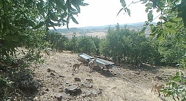 Elazığ'da dağ keçilerinin sıvatlardan su içmesi fotokapanlara yansıdı