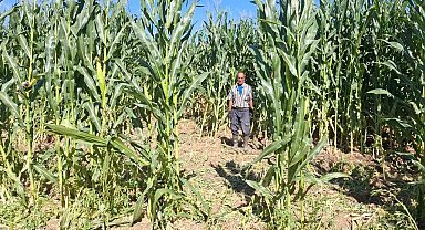 Elazığ'da domuz sürüsü mısır tarlasını talan etti