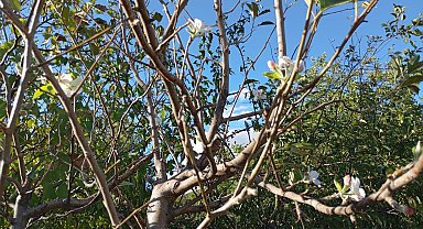Elazığ'da elma ağacı çiçek açtı