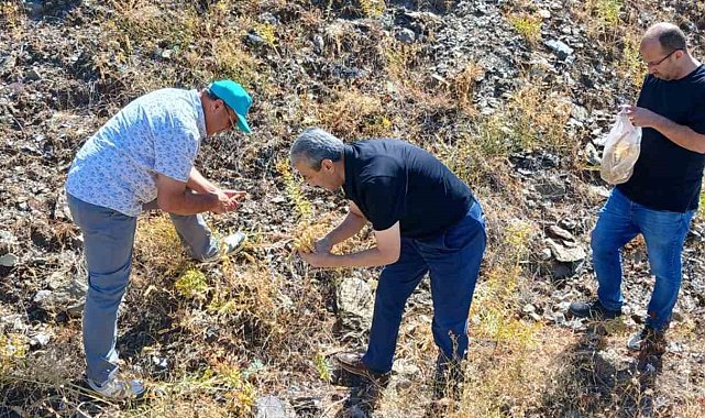 Elazığ'da maden çayı tohumu toplama çalışması