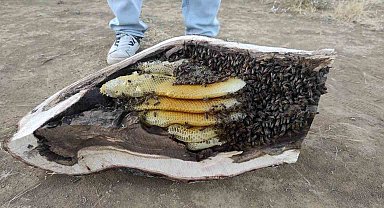 Elazığ'da mağara ve ağaç kovuğundan kilo kilo organik bal çıktı