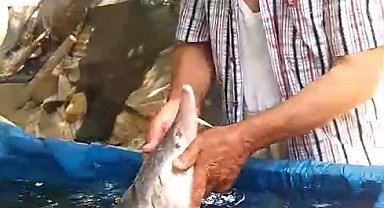 Elazığ'da oltaya takıldı, havyarı 2 milyon lira