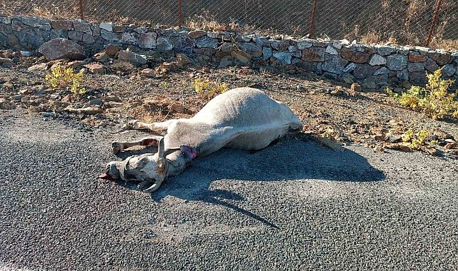Elazığ'da otomobilin çarptığı at telef oldu