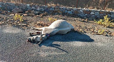 Elazığ'da otomobilin çarptığı at telef oldu