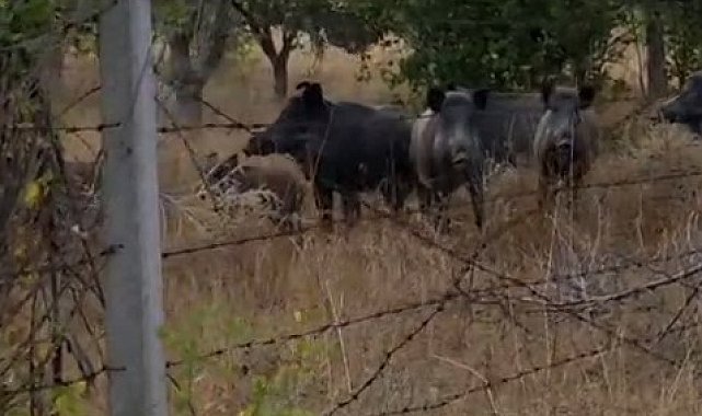 Elmadağ'da tarlada domuz sürüsü görüldü