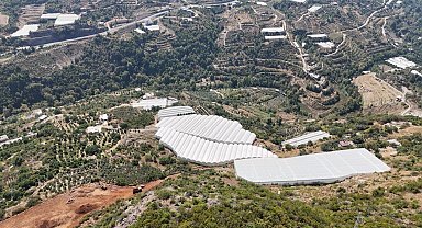 Engebeli arazide tropikal meyve başarısı: 104 dönümlük serada 20'den fazla çeşit meyve yetiştiriliyor