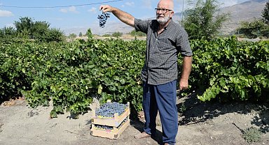 Erzincan Cimin üzümünde hasat başladı: Sofralıkta eşsiz, şarapta kullanılamaz