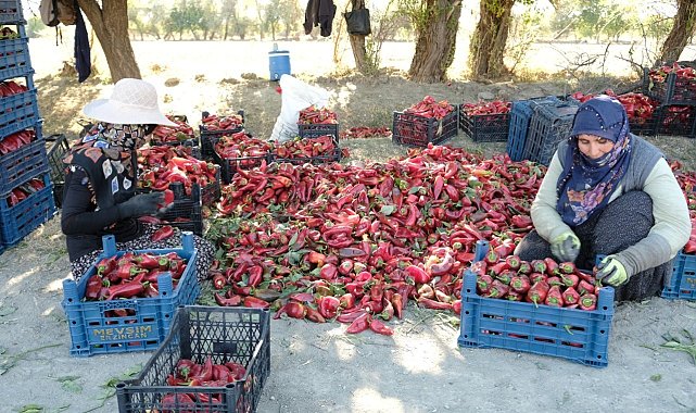 Erzincan'da 100 tonluk üretim hedefi gerçek oldu!