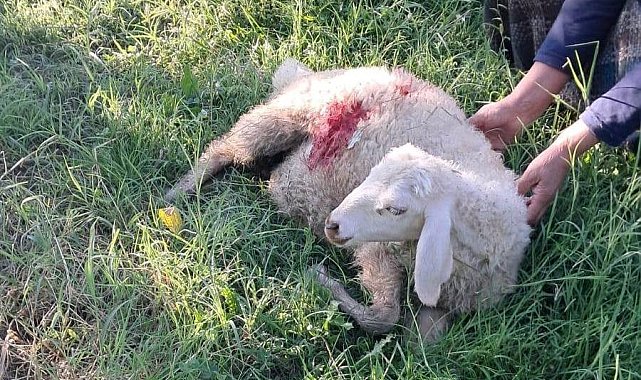 Erzincan'da başıboş sokak köpekleri 6 kuzuyu telef etti