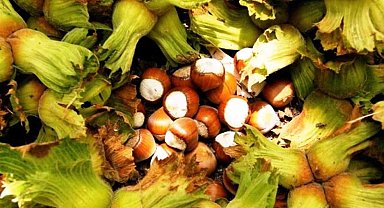 Erzincan'da ilk kez yetiştirdi,1 ton ürün bekliyor