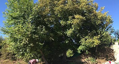 Erzincan'da köylülerin zorlu ceviz hasadı başladı