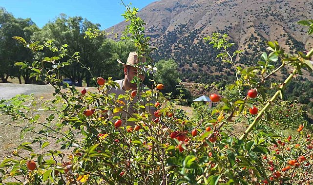 Erzincan'da kuşburnu, zorlu arazilerde toplanmaya başlandı