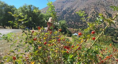 Erzincan'da kuşburnu, zorlu arazilerde toplanmaya başlandı