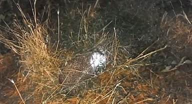 Erzincan'da şaşırtan olay: Civcivleri yiyen tilki değil kirpi çıktı