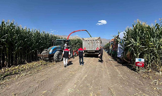 Erzincan'da silajlık mısırın hasadı sürüyor