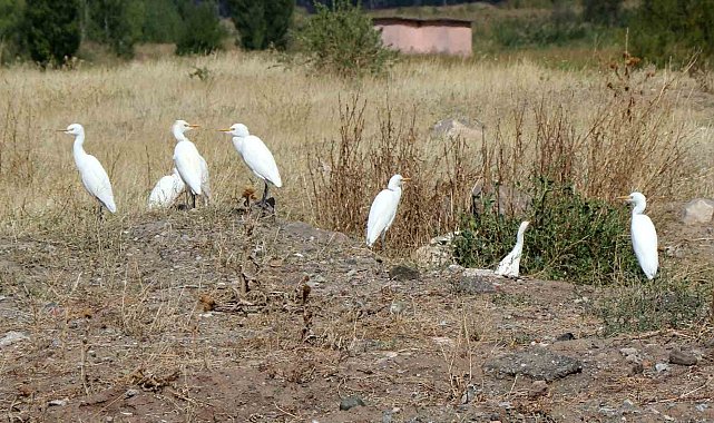 Erzincan'da süzülen kuşların göç hareketleri izleniyor