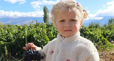 Erzincan'ın az şekerli "Cimin üzümü"nün hasadı sürüyor