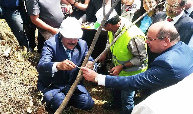 Eski Bakan Eroğlu'nun aşıladığı zeytin meyve vermeye başladı