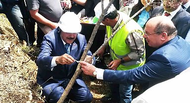 Eski Bakan Eroğlu'nun aşıladığı zeytin meyve vermeye başladı