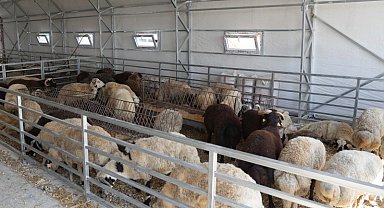 Eskişehir'de hayvan pazarı geçici süreyle kapatıldı