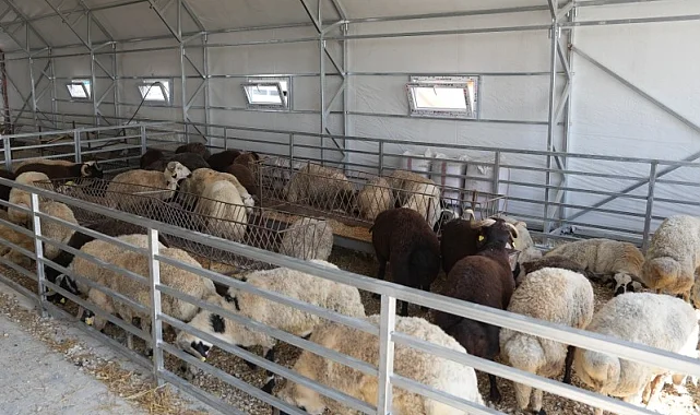 Eskişehir'de hayvan pazarı geçici süreyle kapatıldı