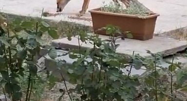 Evin bahçesinde tilki besliyor